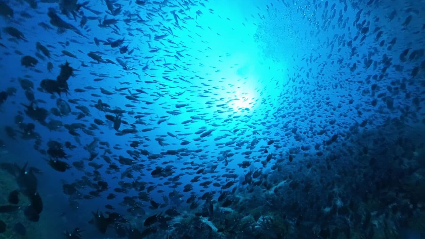 晩夏魚影