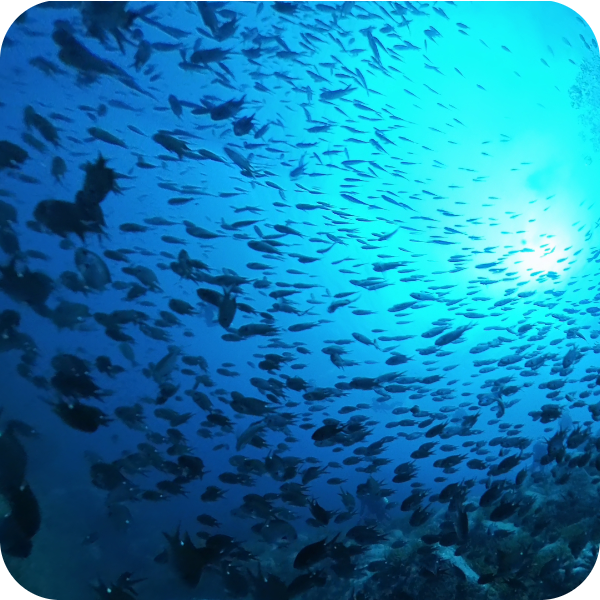 冠島ダイビング群れ